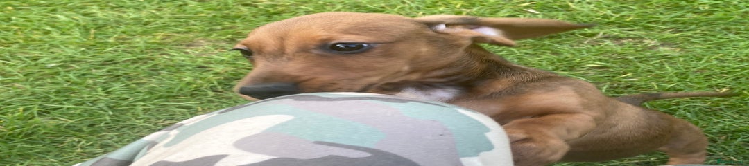 Dachshund Puppy 5