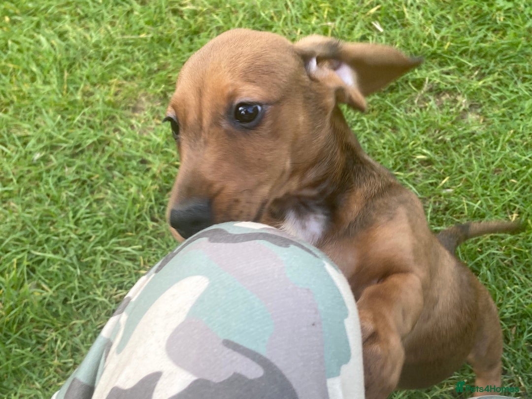 Dachshund dogs for sale: Dachshund pups - Image 9