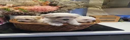 Maltipoo dogs for sale: F1 maltipoo in Wisbech - Advert 4