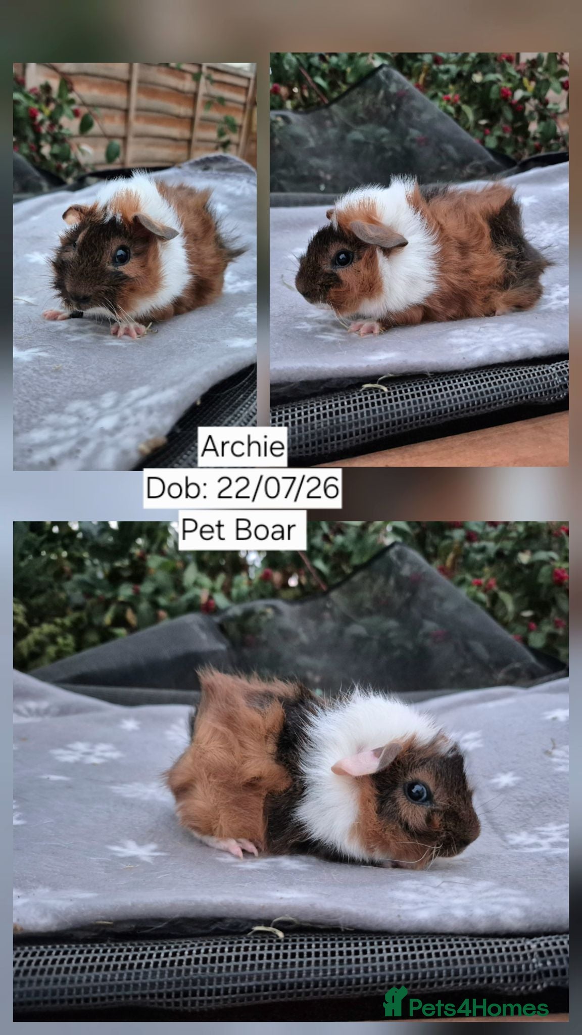 Guinea Pig rodents 3 Stunning Baby Boars guinea pigs for sale 🏡💙 - Advert 1