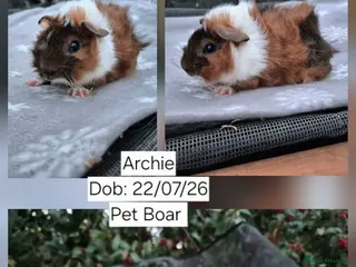 Guinea Pig rodents 1 Stunning Baby Boar guinea pigs for sale 🏡💙 - Advert 2