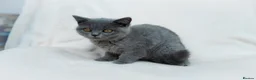British Shorthair cats for sale: Blue British Shorthair 2 Kittens Left **MUST SEE** - Advert 5