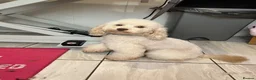 Toy Poodle dogs for sale: Toy poodle puppies  - Advert 13