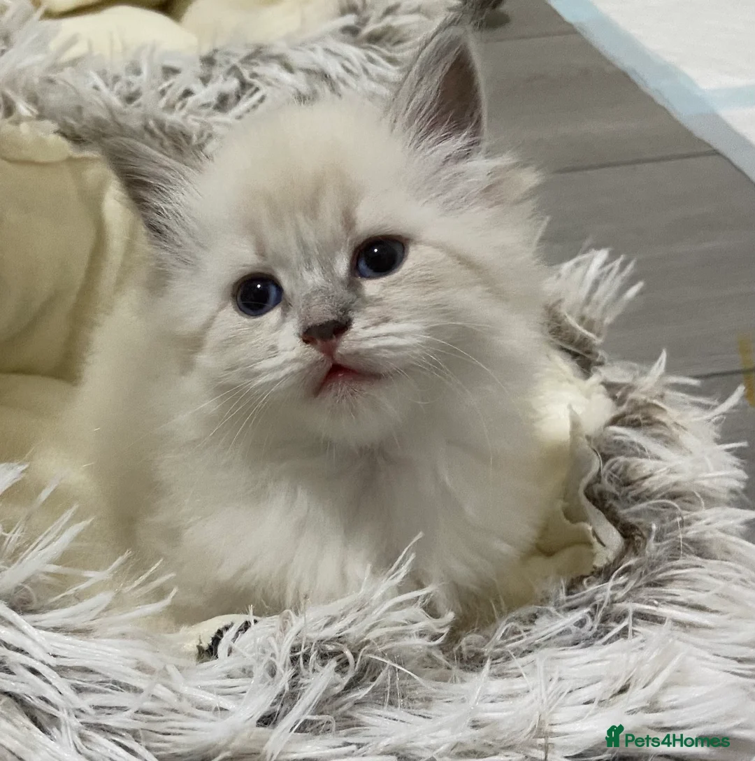 Siberian cats for sale: Siberian Kittens Neva Masquerade White - Advert 4