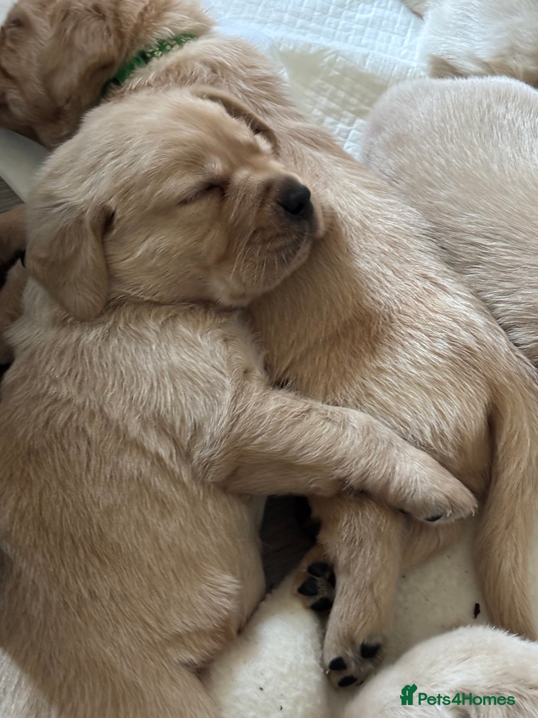 Goldador dogs for sale: Goldador - Image 12