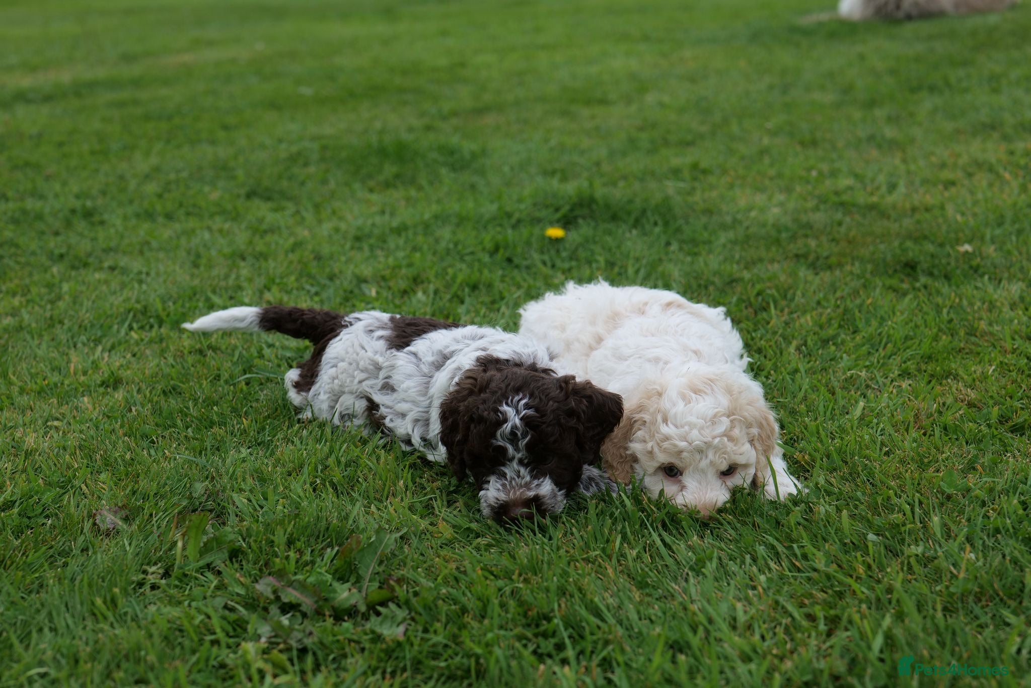 Lagotto Romagnolo dogs Lagotto Romagnolo - Advert 1