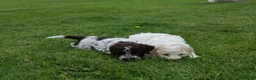 Lagotto Romagnolo dogs for sale: Lagotto Romagnolo - Advert 1