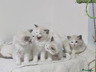 Ragdoll cats Ragdoll Bicolor 3 boys. - Advert 1