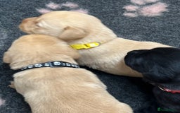 Labrador Retriever dogs for sale: Labrador puppies for sale  - Image 4