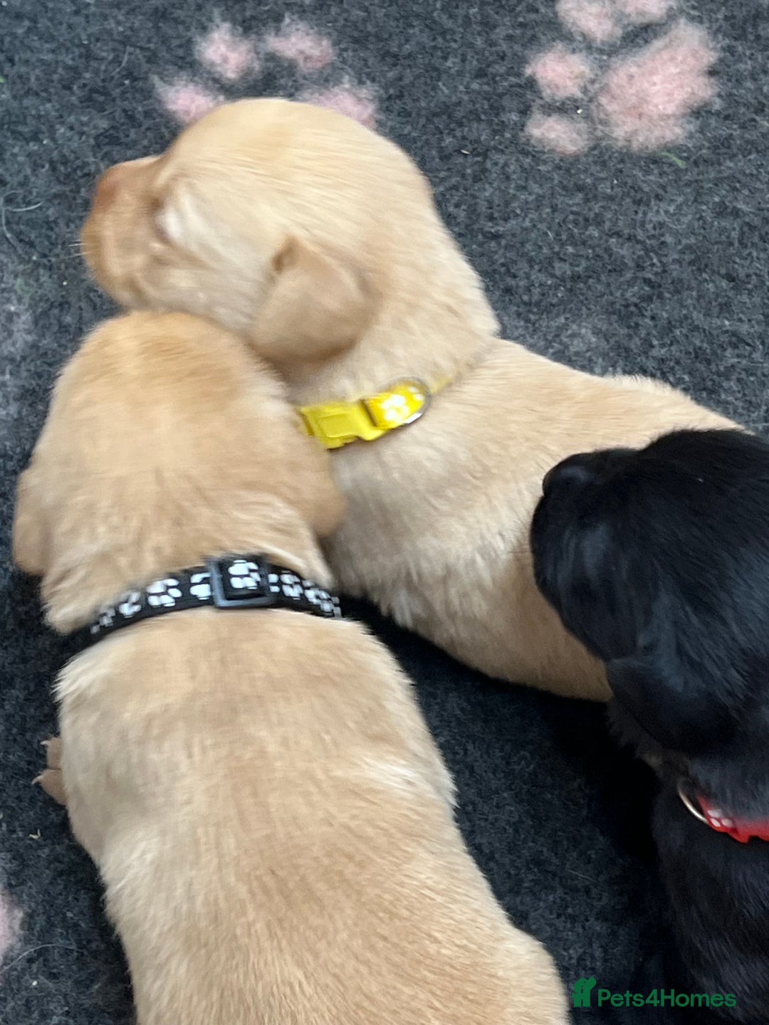 Labrador Retriever dogs for sale: Labrador puppies for sale  - Image 4