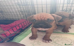 Boxer dogs for sale: 1 Female Boxer X Puppies-Ready Now - Image 25