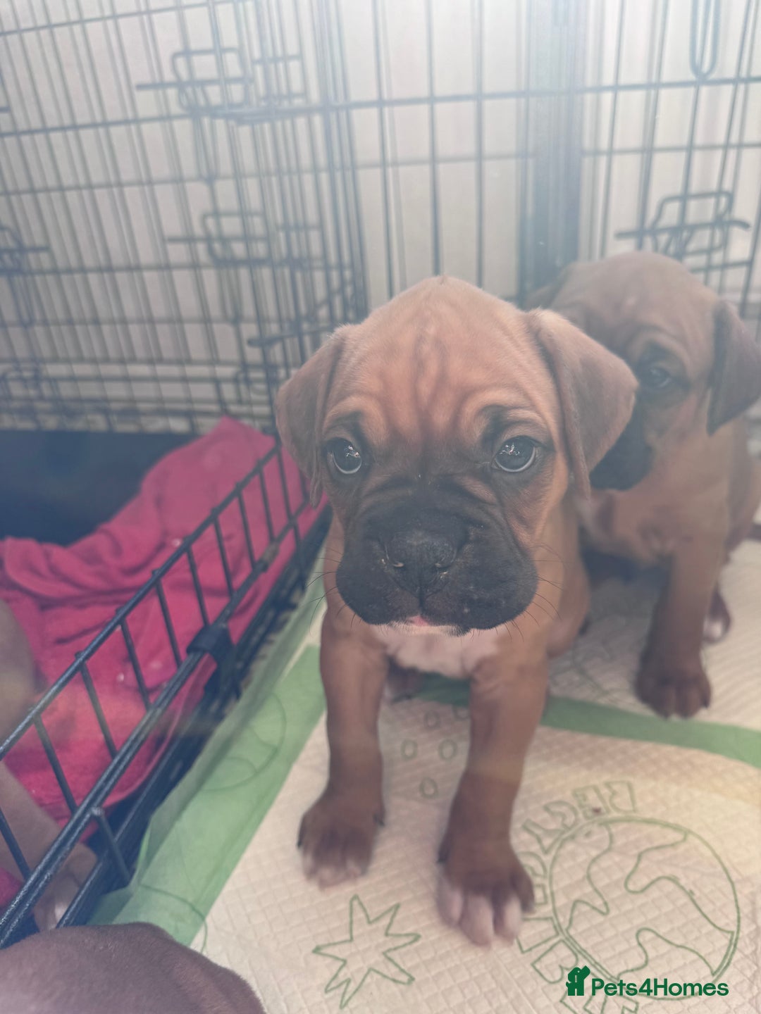 Boxer dogs for sale: 1 Female Boxer X Puppies-Ready Now - Image 25
