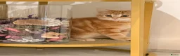 British Shorthair cats for sale: Maine coon Mix golden British short hair in London - Advert 8