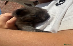 Mixed Breed cats for sale: Beautiful mixed breed kittens  - Image 5