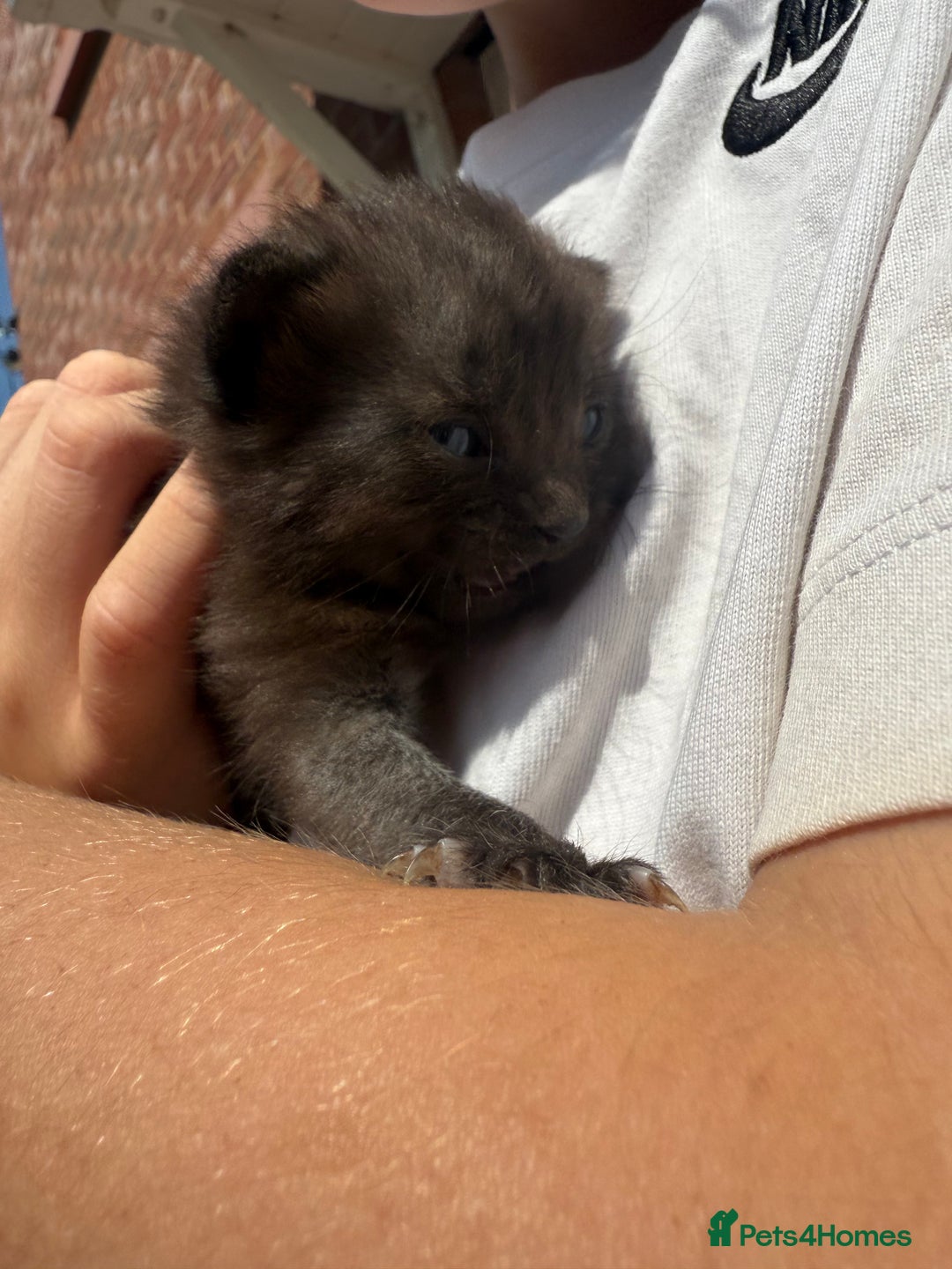 Mixed Breed cats for sale: Beautiful mixed breed kittens  - Image 5