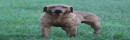 Labrador Retriever dogs for stud: Extensively Health Tested Fox Red Labrador Stud in Totnes - Advert 10