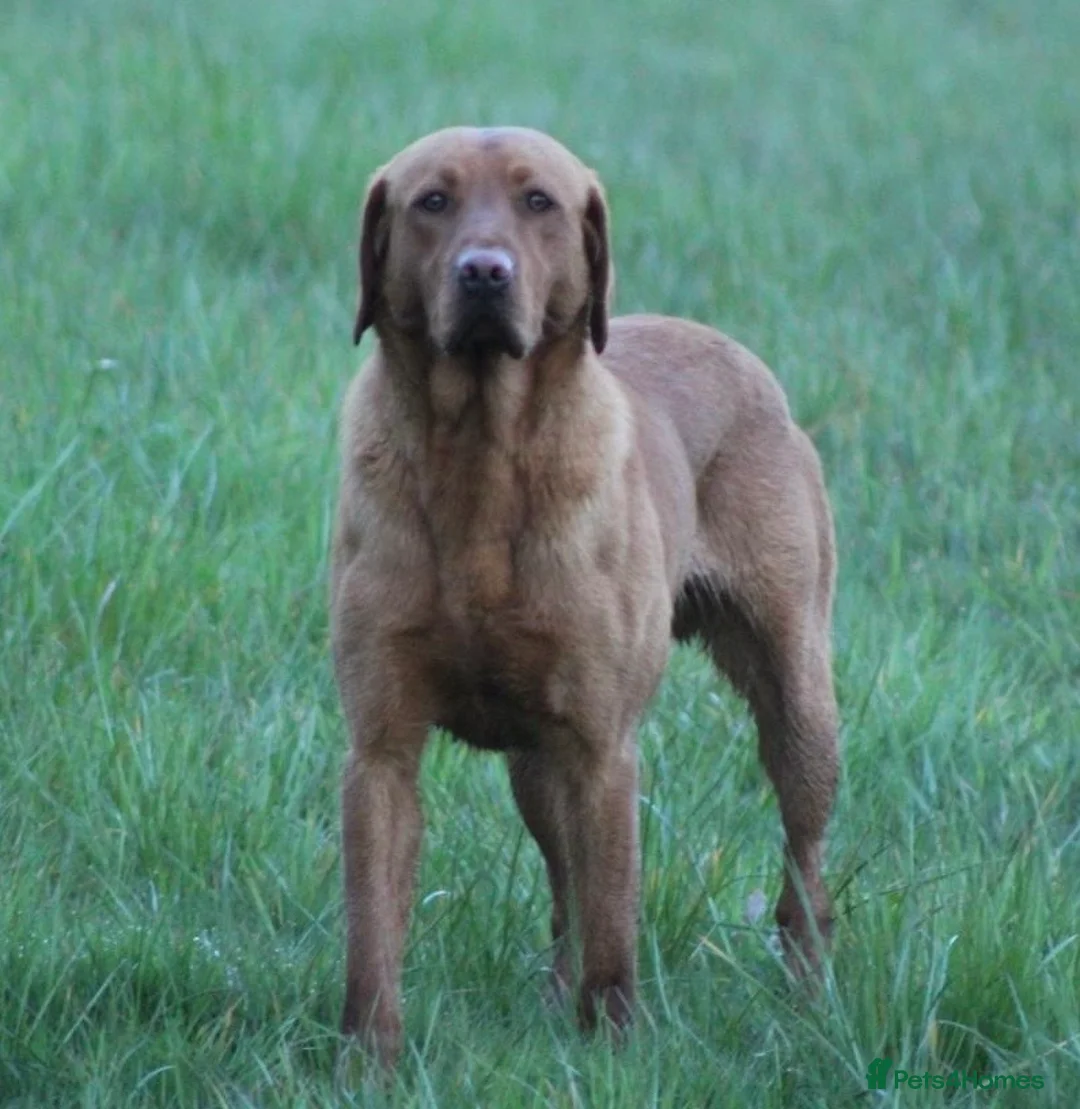 Labrador Retriever dogs for stud: Extensively Health Tested Fox Red Labrador Stud in Totnes - Advert 10