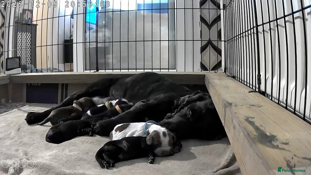 Cocker Spaniel dogs for sale: Cocker spaniels  - Advert 15