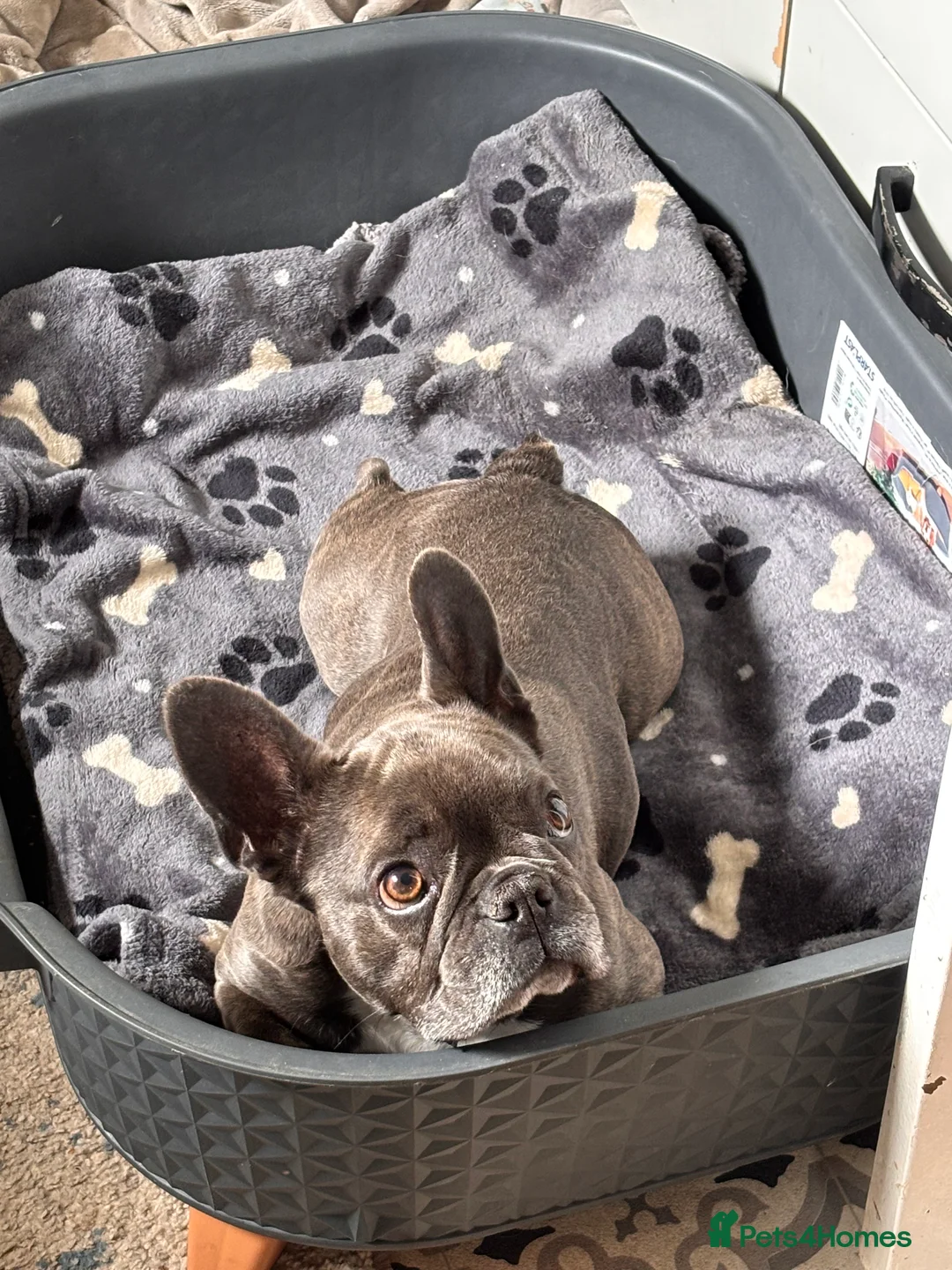 French Bulldog dogs for sale: French bulldog female  - Advert 6