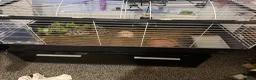 Tortoise reptiles for sale: Hermann tortoises  - Advert 6