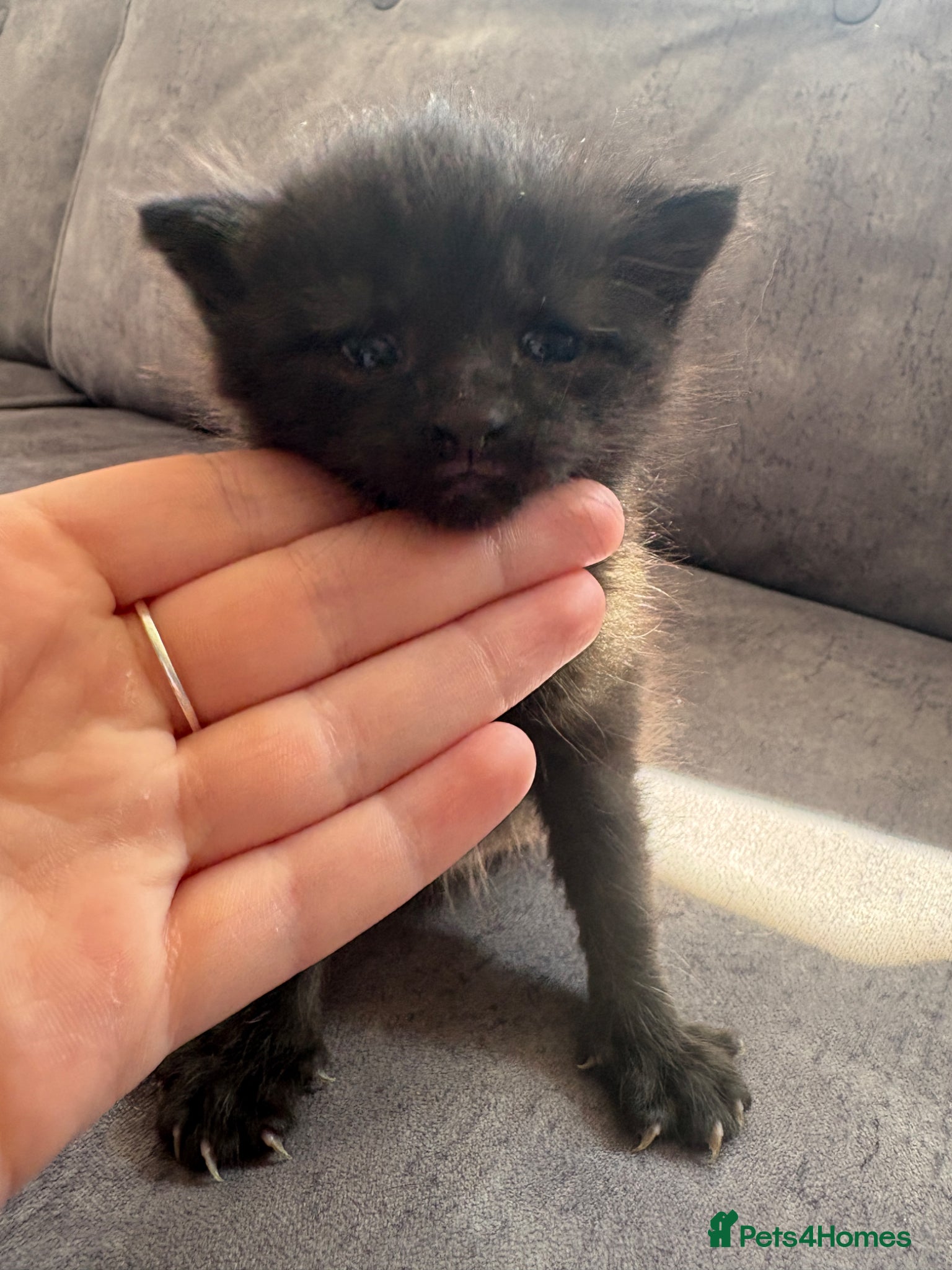 Mixed Breed cats for sale: Black Kitten for sale  in Eastleigh - Advert 5