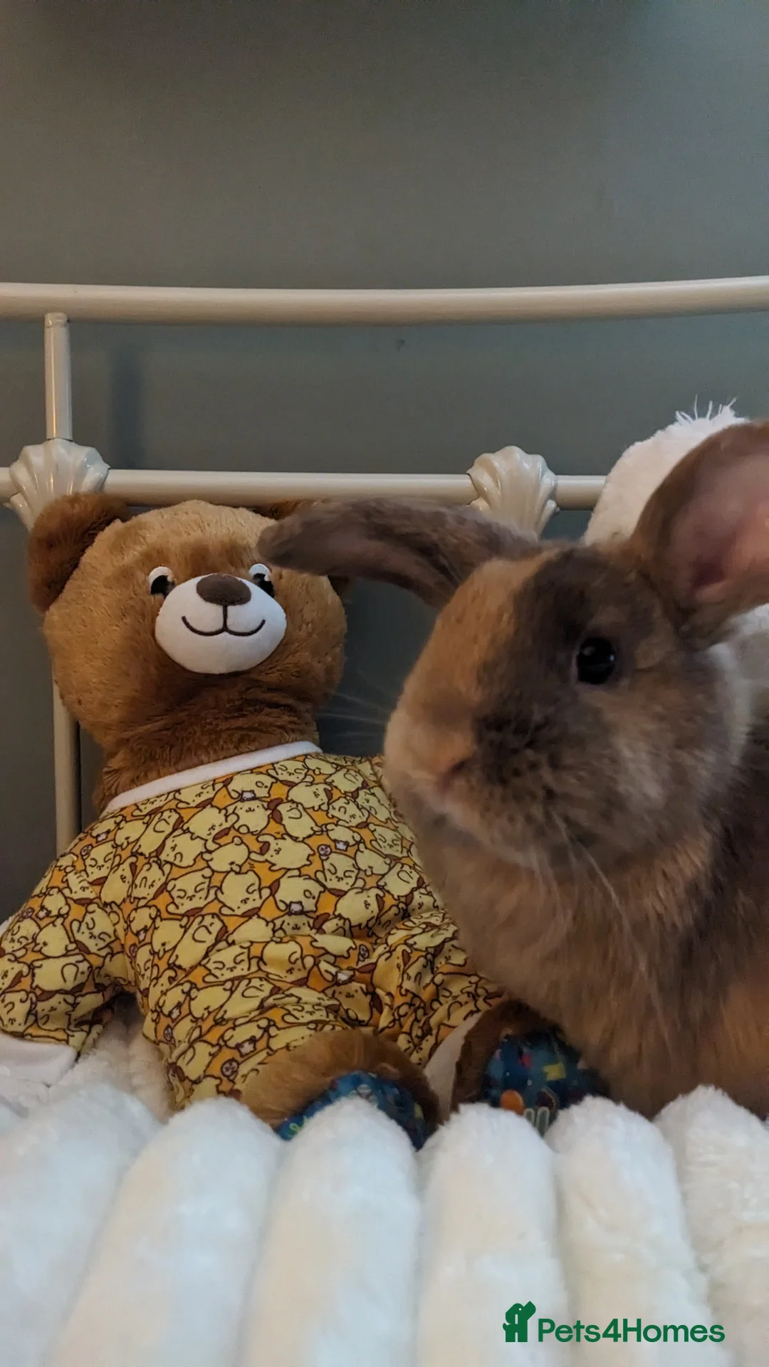 Mixed Breed rabbits for sale: Female bunnies X2 nearly 5 months - Advert 5