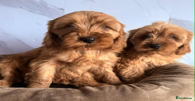 Cavapoo dogs - Advert 4