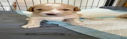 Mixed Breed dogs for sale: 🐾 Australian Double Doodle Puppies Expected 🐾 - Advert 3