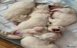 Maltese dogs for sale: Gorgeous pure white Maltese puppies! - Image 4