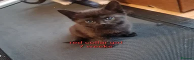 Red collar girl