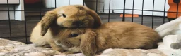 Mini Lop rabbits for sale: 2 baby lop bunnies (male) - Advert 2