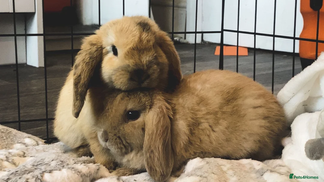 Mini Lop rabbits for sale: 2 baby lop bunnies (male) - Advert 2