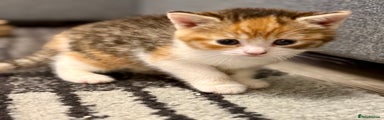 Mixed Breed Kitten 4