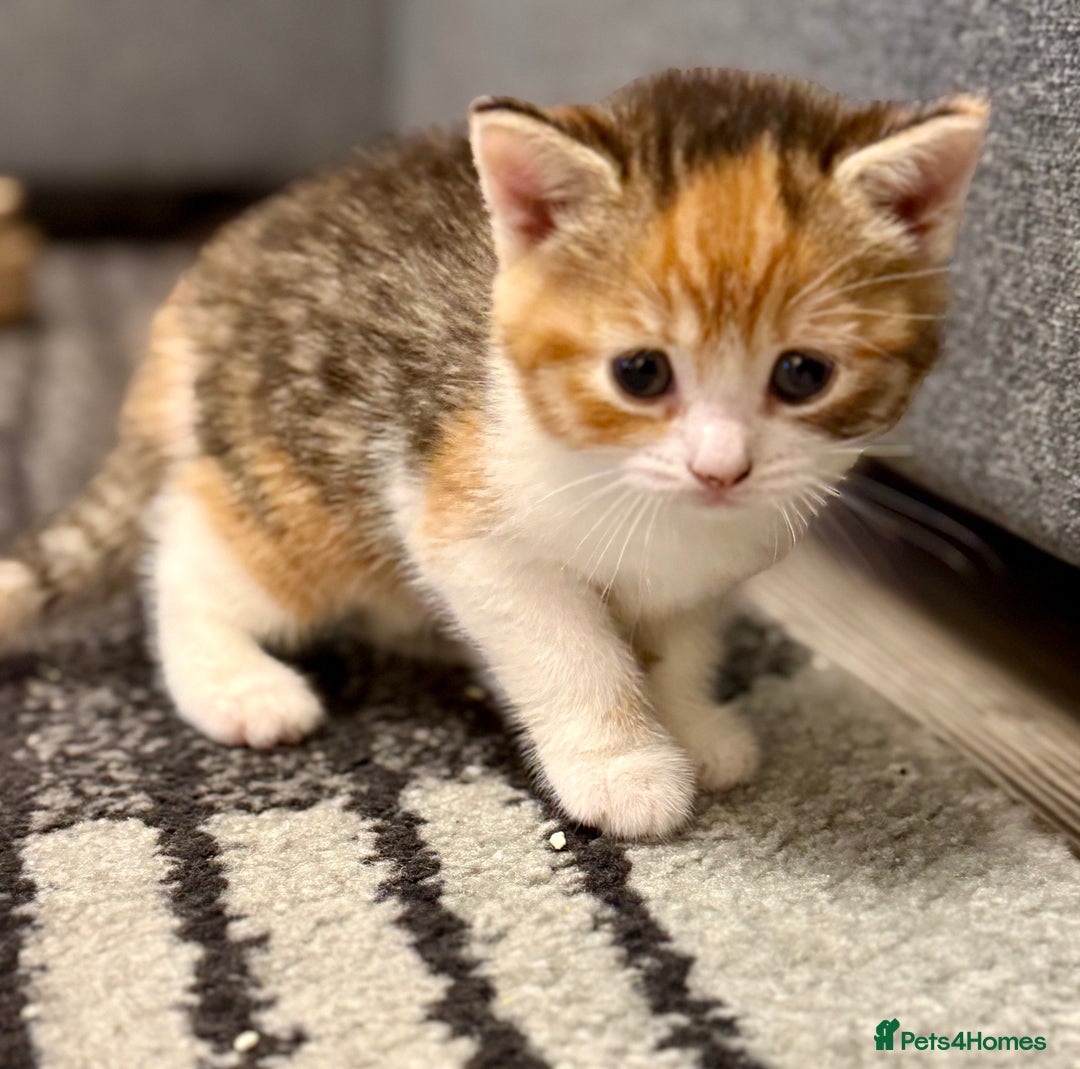 Mixed Breed cats for sale: Beautiful kittens 🐈‍⬛ - Advert 16