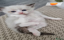 Ragdoll cats for sale: Beautiful kittens  - Image 4