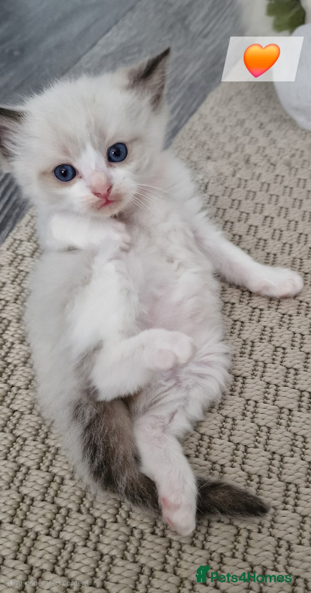 Ragdoll cats for sale: Beautiful kittens  - Image 4