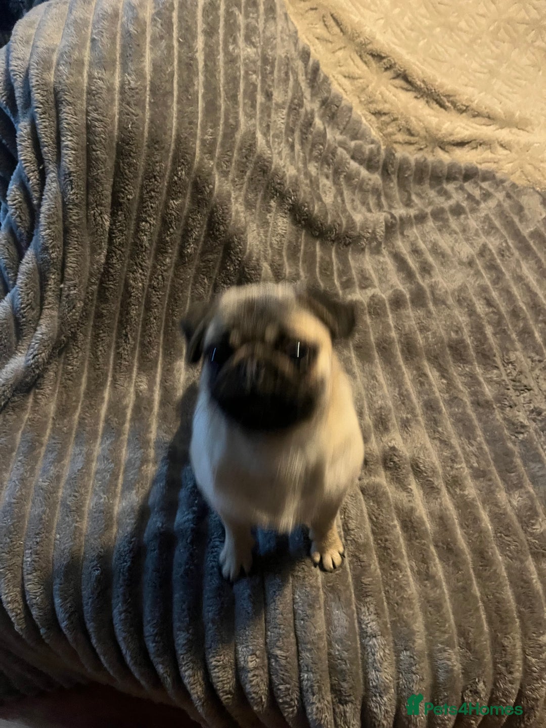 Pug dogs for sale: Lovable friendly Pug looking for her 5 star home  - Advert 5