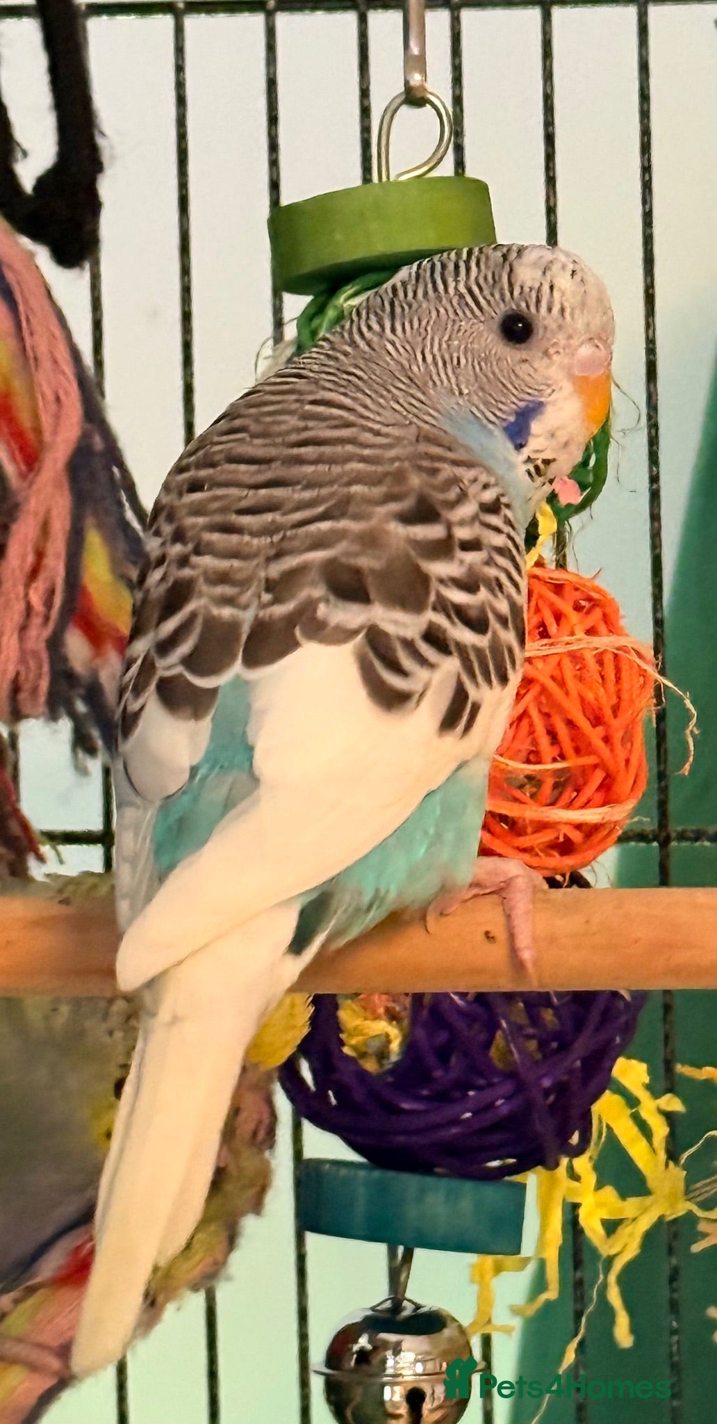 Budgerigars birds Budgies baby budgies available  Wa7  area   - Advert 2