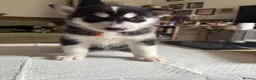 Siberian Husky dogs for sale: Siberian Huskies 12 week old female ready now  - Advert 6