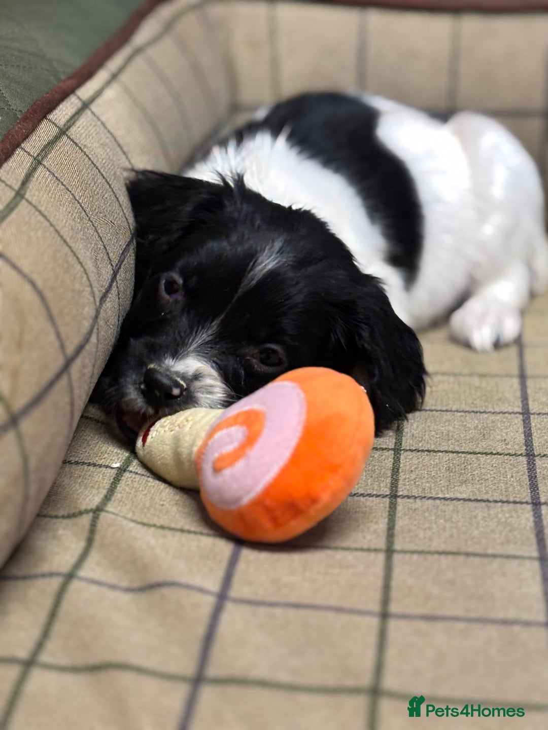 English Springer Spaniel dogs for sale: KC Springer Spaniel  - Advert 6