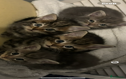 Mixed Breed cats for sale: Half bengal  - Image 13