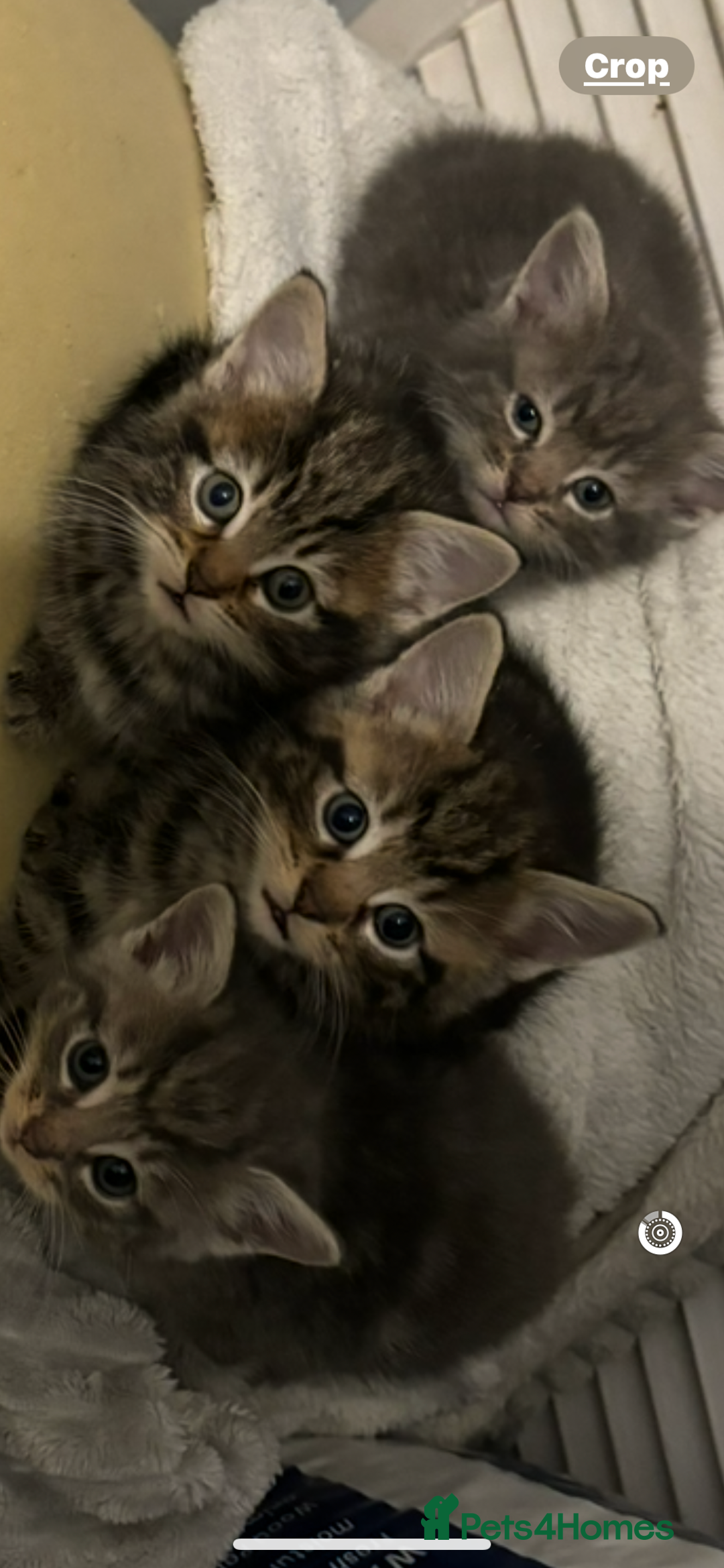 Mixed Breed cats for sale: Half bengal  - Image 13