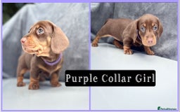 Miniature Dachshund dogs for sale: Ready to leave in 2 weeks - 7 miniature dachshunds - Image 5