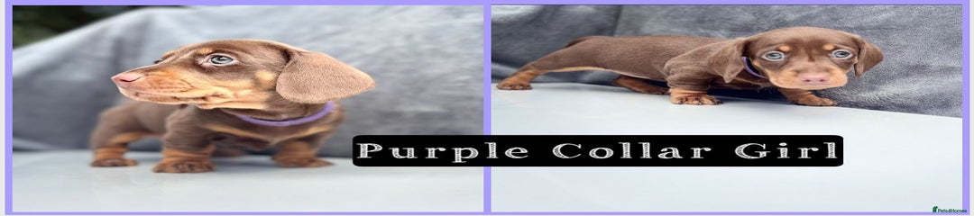 Miniature Dachshund Puppy 5