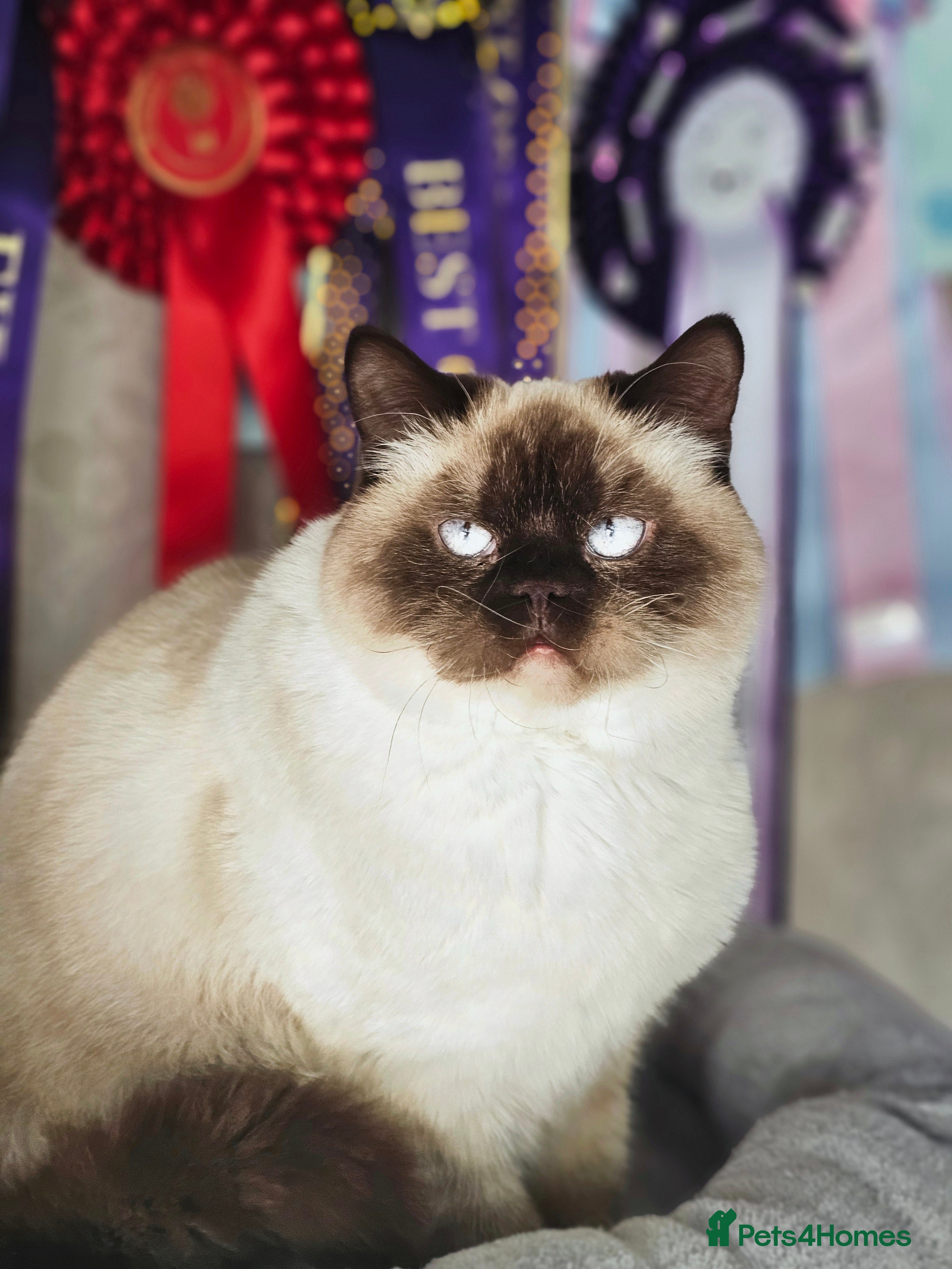 British Shorthair cats 🌸Stunning BSH Colourpont female 🌸 - Advert 7