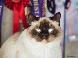 British Shorthair cats GCCF reg. BSH Colourpoint female 🌸 - Advert 2