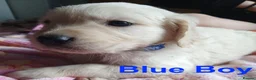 Golden Retriever dogs for sale: Beautiful Home Raised Golden Retriever Puppies - Advert 8