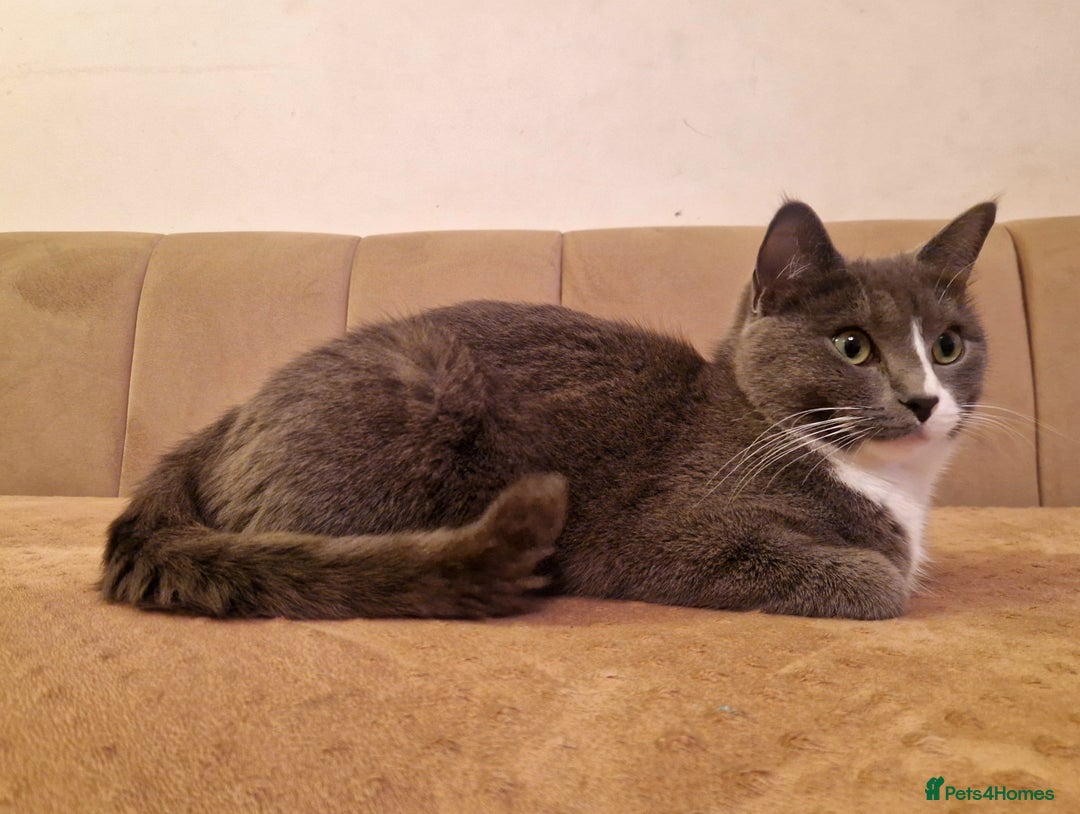 Mixed Breed cats for sale: Mixed breed (pedigree/ragdoll) cat for sale - Advert 3