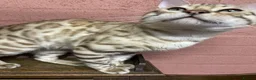 Bengal cats for sale: Beautiful Bengal family members - Advert 4