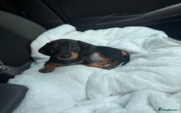 Miniature Dachshund dogs for sale: Mini dachshunds  - Image 12